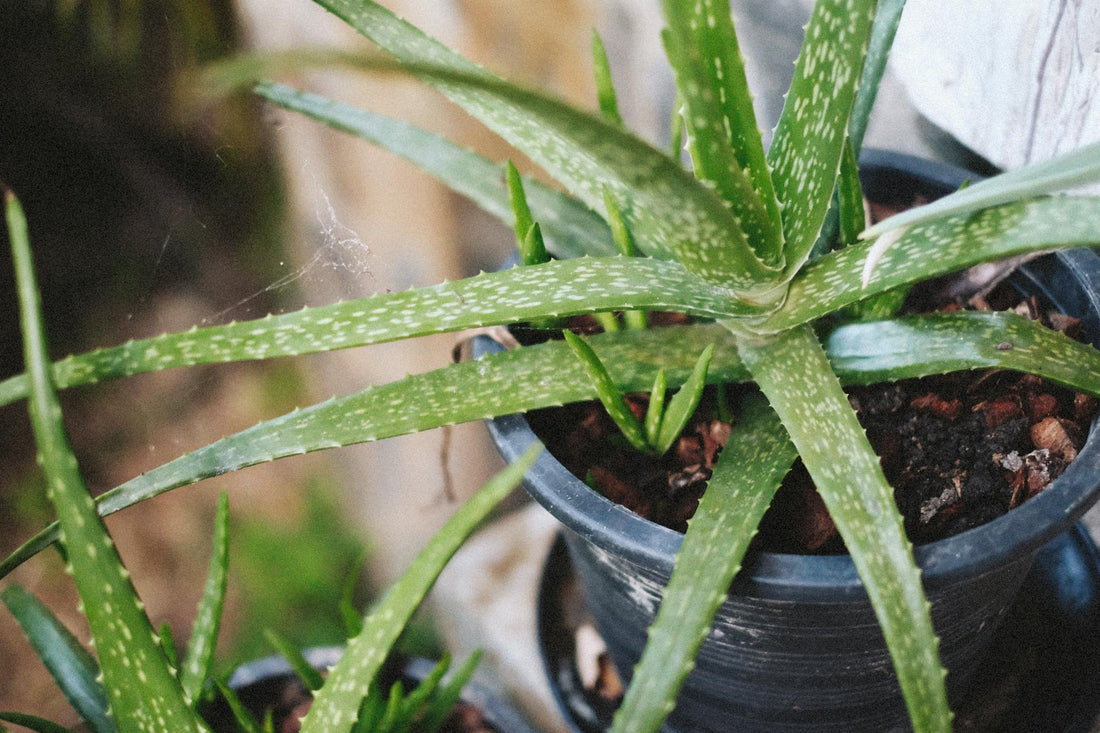 Aloe Vera for Skin: Science-Backed Benefits and Uses