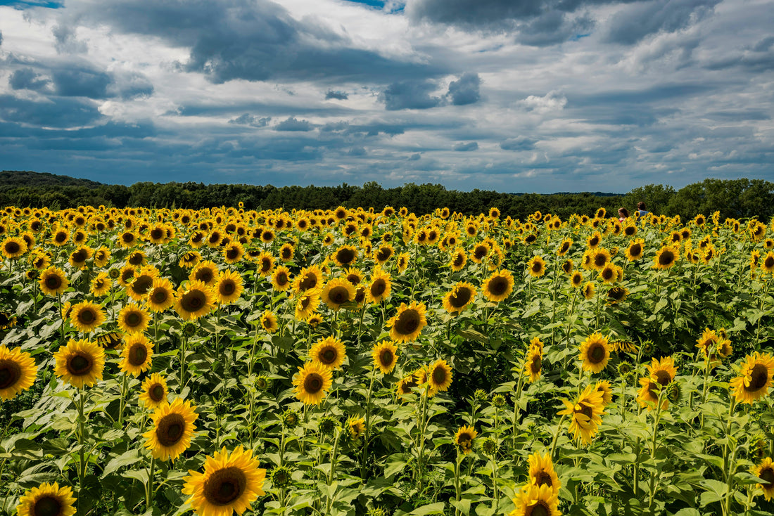 Sunflower Seed Oil in Skincare: Lightweight Hydration That Works