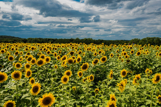 Sunflower Seed Oil in Skincare: Lightweight Hydration That Works