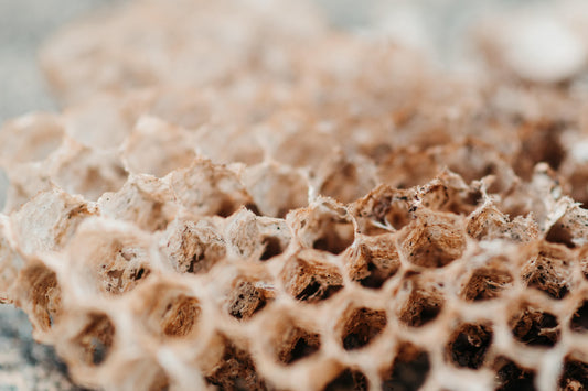 Beeswax in Skincare: What It Does and Why It's Used