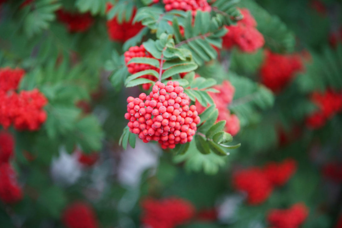 Elderberry in Skincare: The Antioxidant Your Pits Deserve