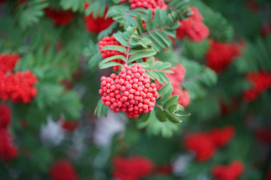 Elderberry in Skincare: The Antioxidant Your Pits Deserve