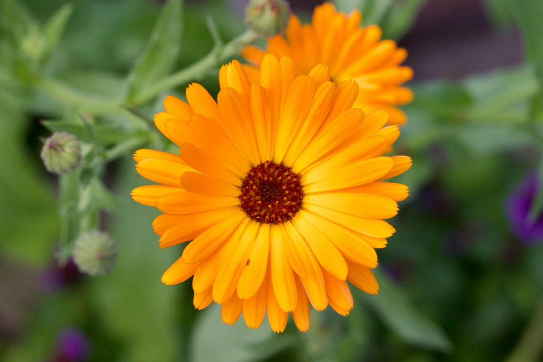 Calendula Extract: The Anti-Inflammatory Flower Extract