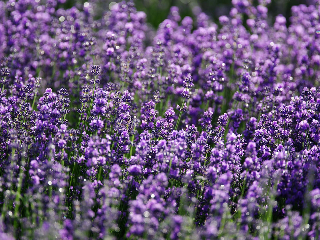 Lavender Oil for Skin: The Research Behind the Hype
