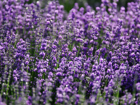 Lavender Oil for Skin: The Research Behind the Hype